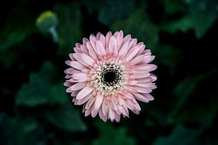 Petals leaves stems photo