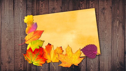 Leaves colorful fall foliage