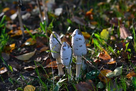 Mushroom autumn mushrooms