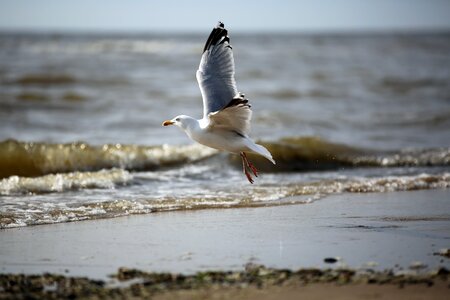 Water start flying photo