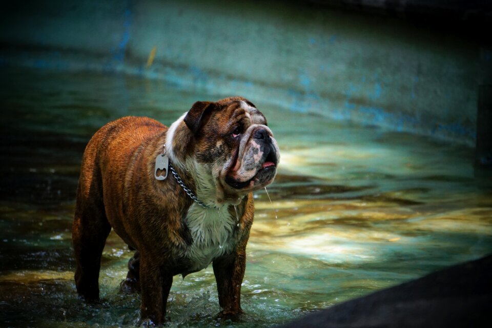 Body of water no person bull dog