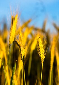 Growth nature agriculture
