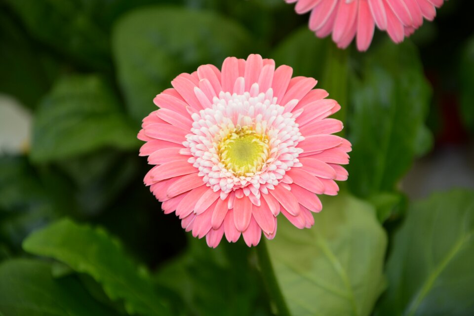 Garden offer romantic garden