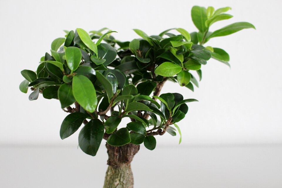 Nature houseplant isolated