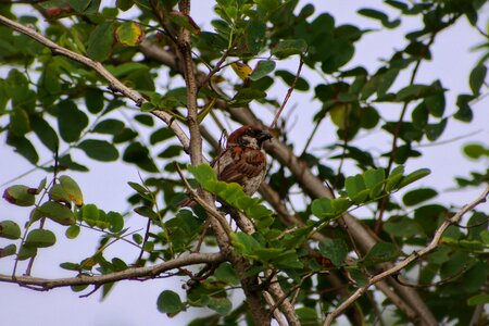 Little bird sparrow wild birds