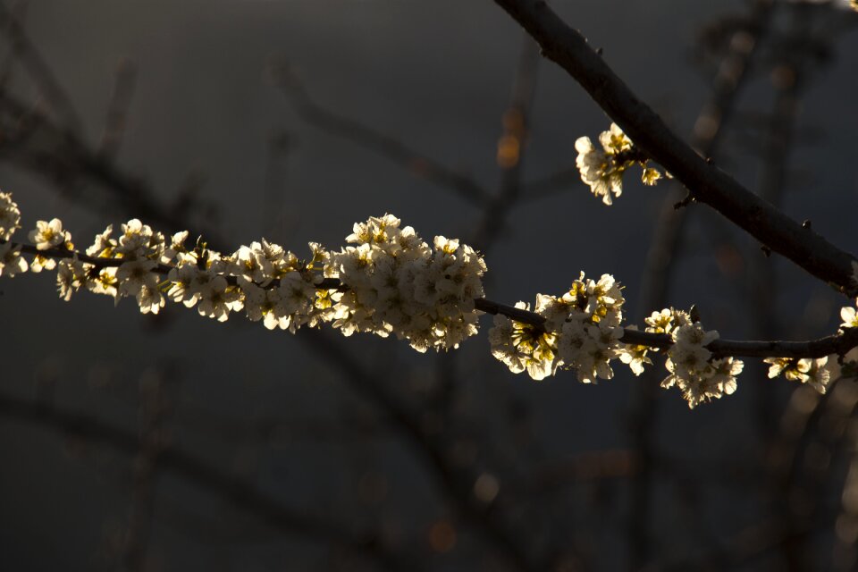 Tree flowers backlight
