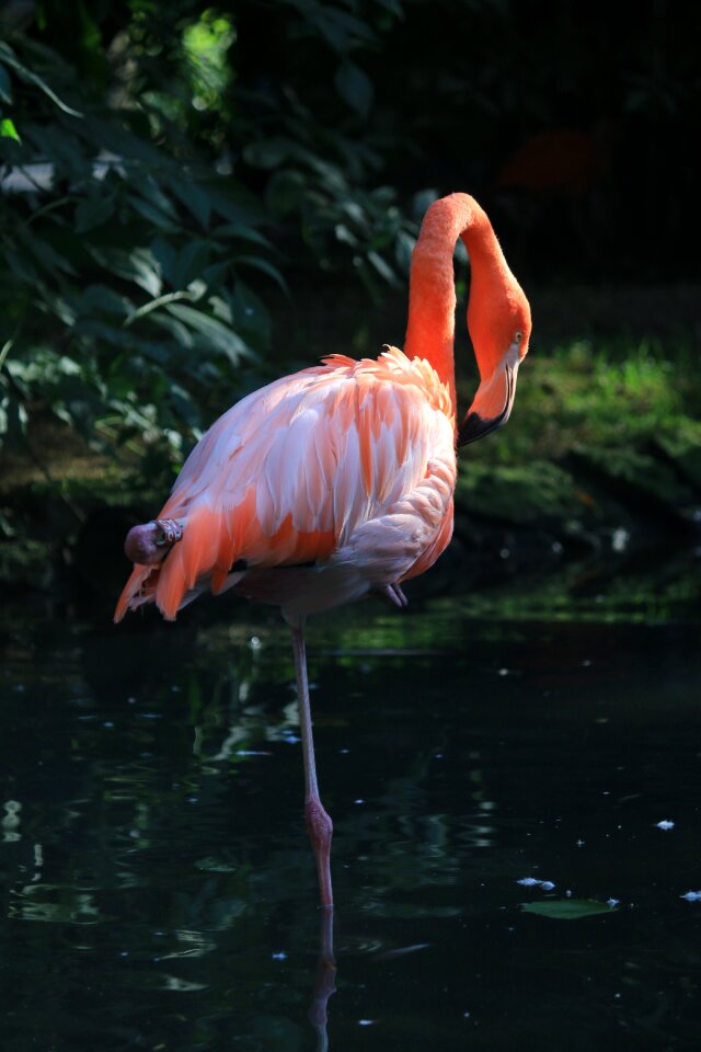 Bird flament pink park