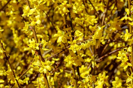 Yellow flowers flower