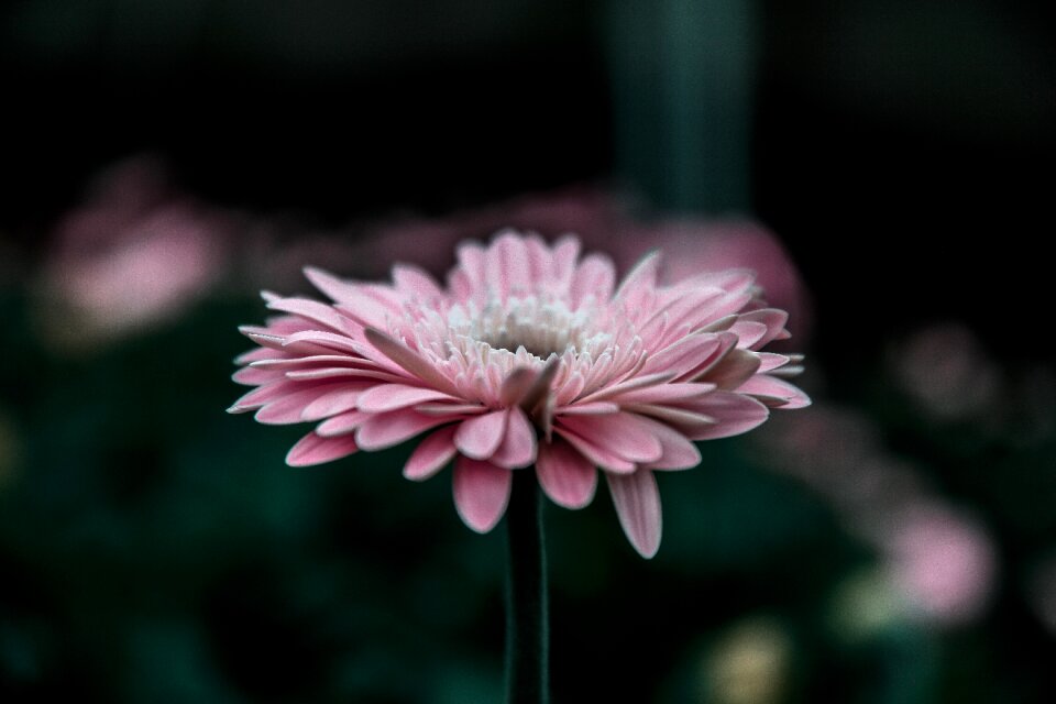 Petals leaves stems