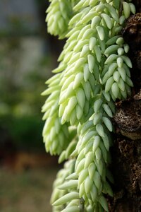 Nature jade growth
