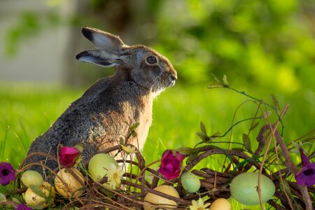 Cute grass easter