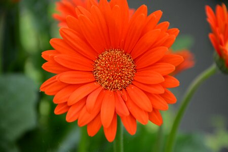 Garden plant pretty offer