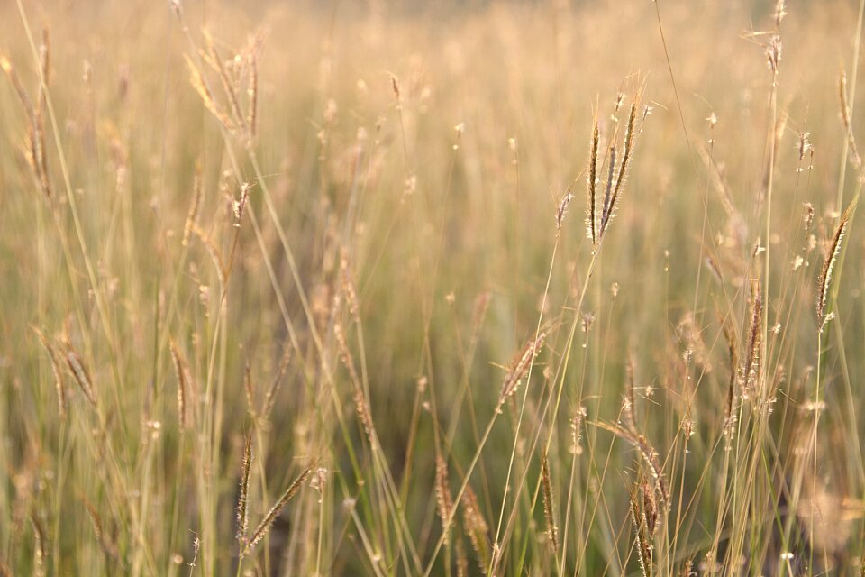 Nature a blade of grass background