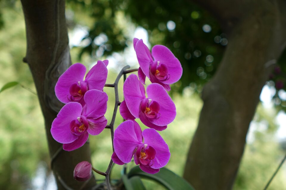 Plant flower tropical