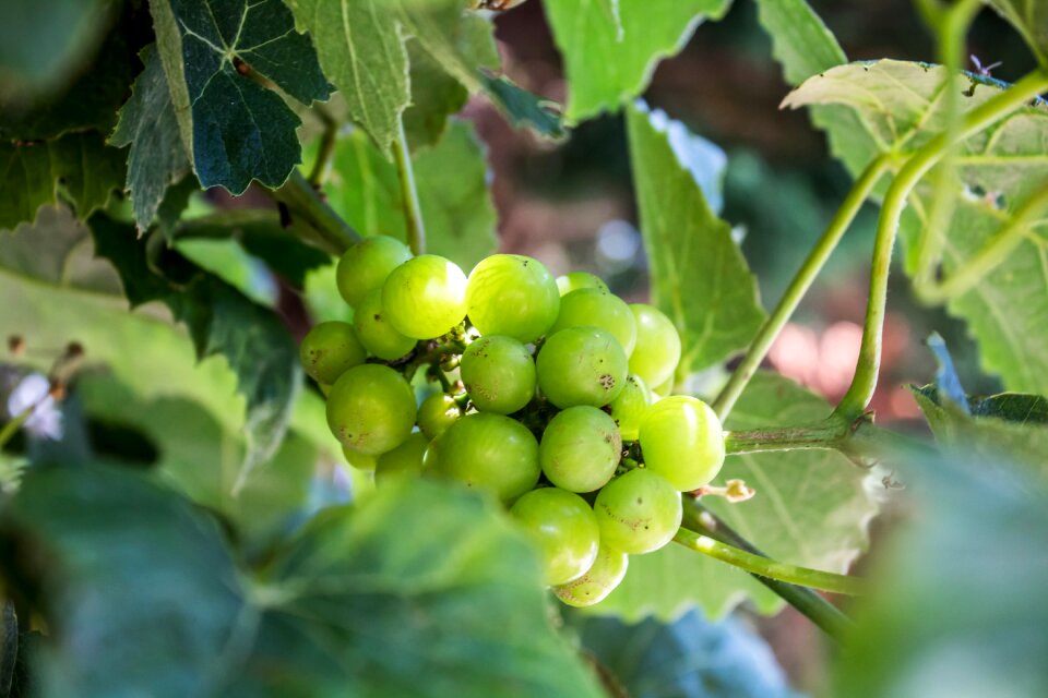 Agriculture food vine