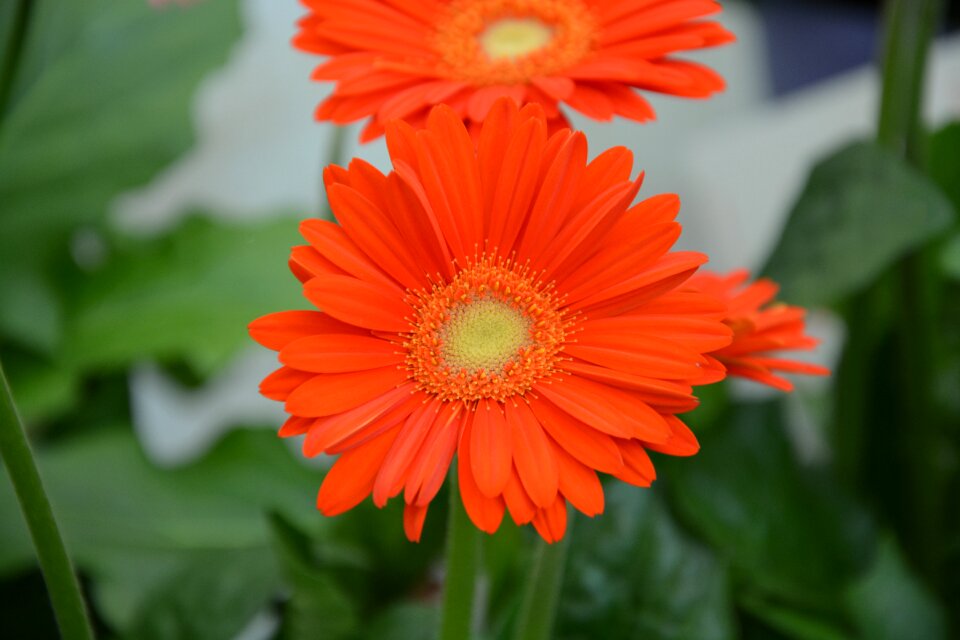 Garden nature botany