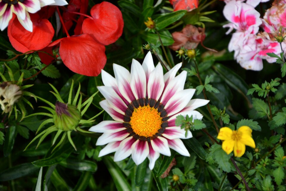 Garden nature bouquet