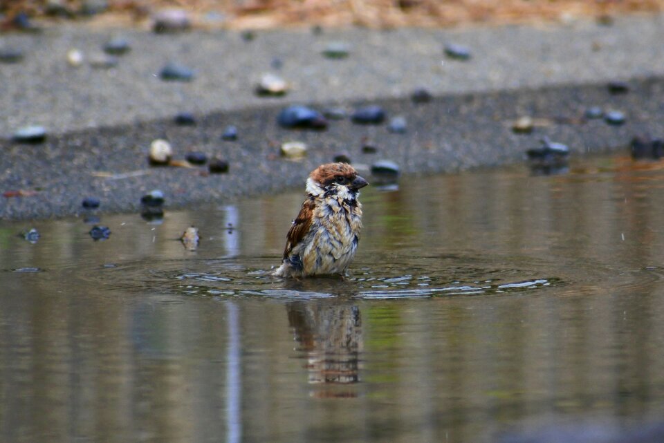 Bathing little bird sparrow