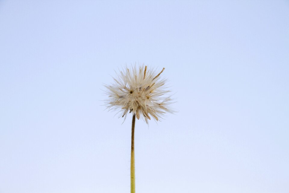 A blade of grass background flower