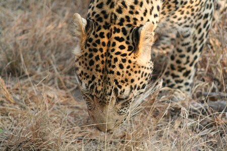 Leopard eating africa nature photo