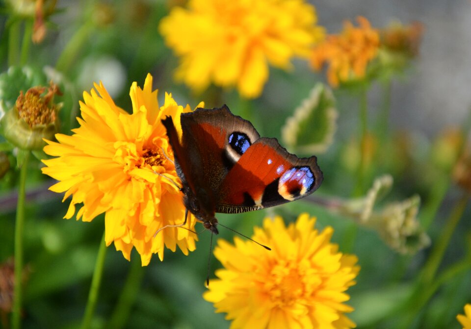 Insect plant summer