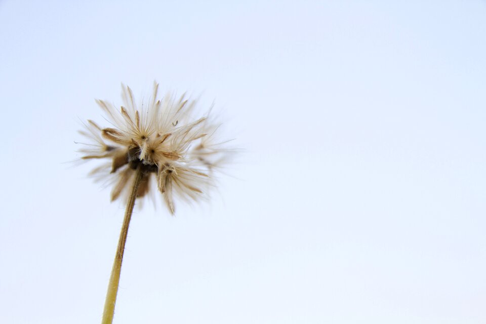 A blade of grass background flower