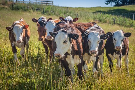 Milk cattle livestock photo