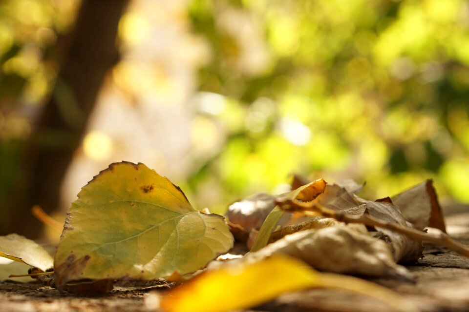 Yellow leaf plate