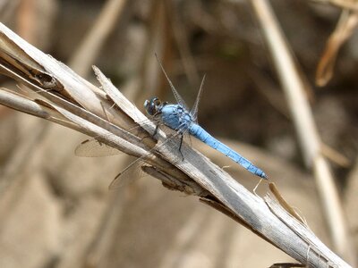 Winged insect detail orthetrum brunneum photo