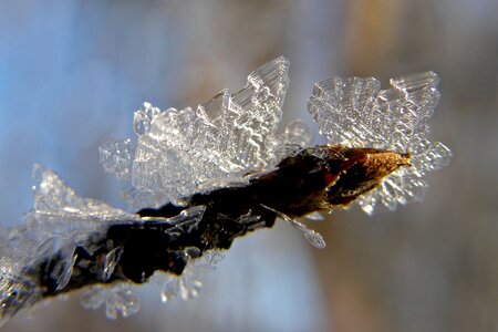 Branch crystal nature photo