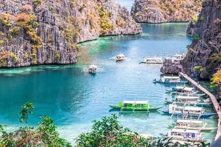 Tree tourism coron photo