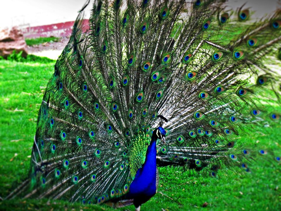 Plumage pen peacock eye