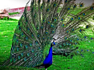 Plumage pen peacock eye
