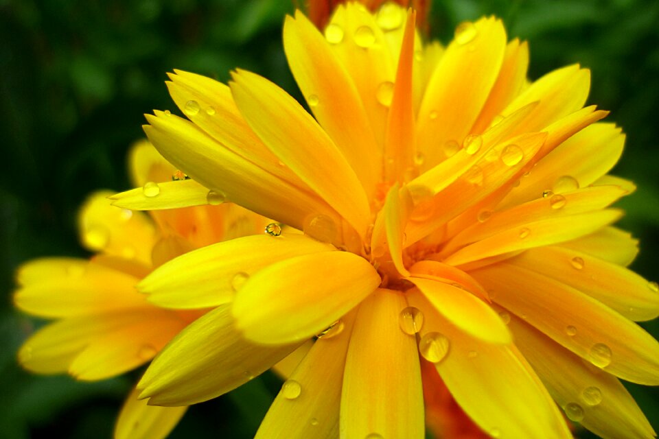 Summer dew dewdrops