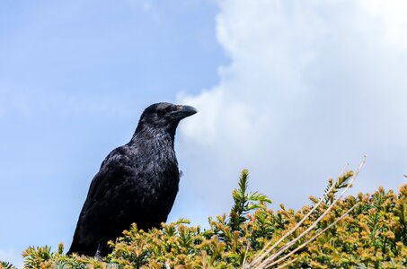 Bird picture corneille plumage