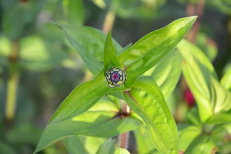 Green plant nature