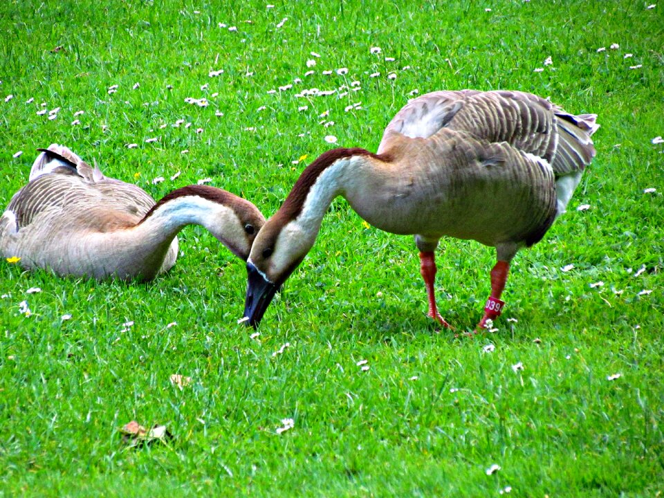 Nature pen wild goose