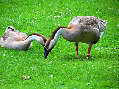 Nature pen wild goose