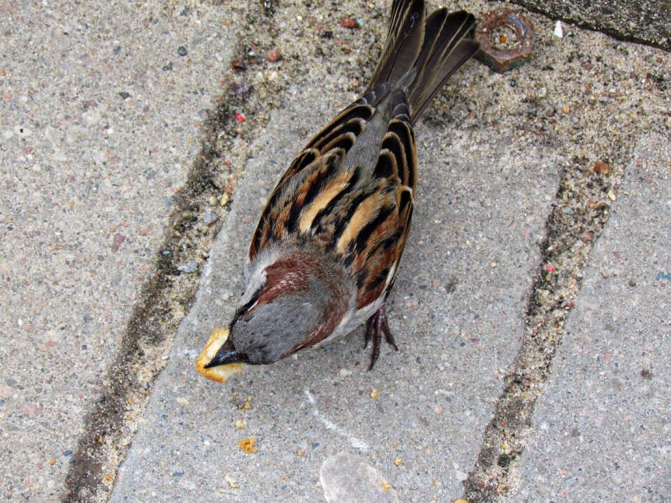 Wings sparrow common nature