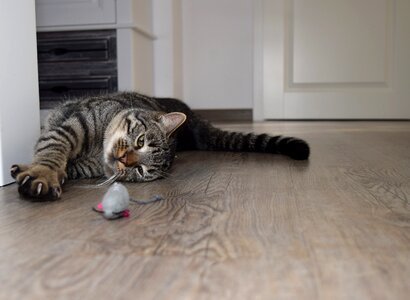 Pet room play