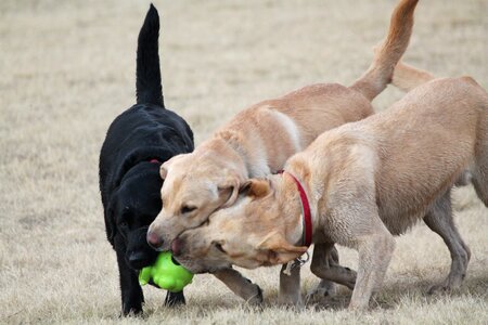 Golden black labrador bite ball photo