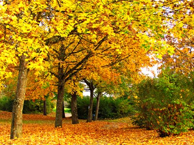 Foliage autumn gold yellow leaves