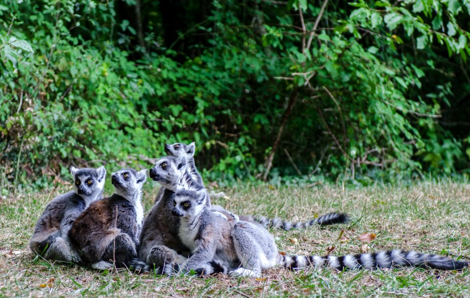 Nature fauna animal