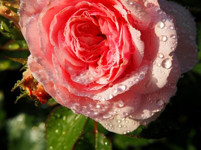 Bloom pink rose pink photo