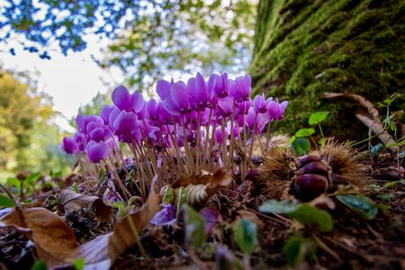 Garden season cyclamen photo