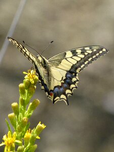 Machaon butterfly queen papilio machaon