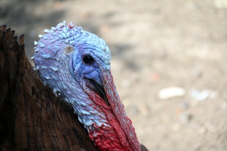 Farm poultry head photo