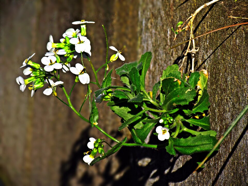 Flower nature summer