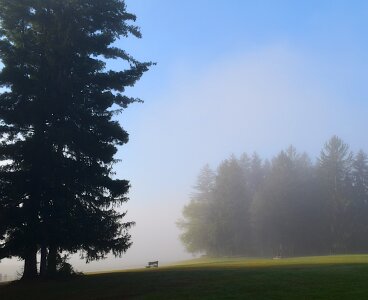 Landscape forest mist photo