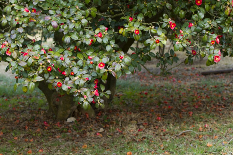 Camellia flower leaf plants